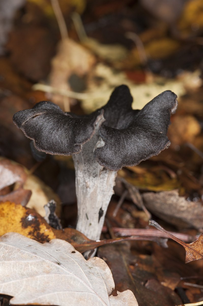 Trompette de la mort